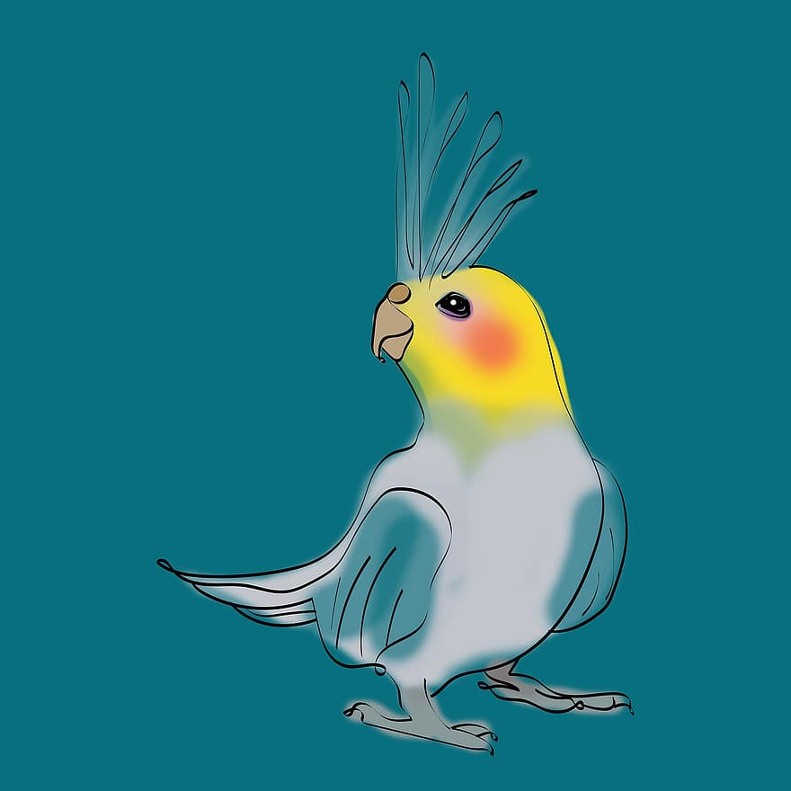 perico, pájaro, dibujo, tropical, alas, mascota, plumas, pico, ilustración, pluma, vector