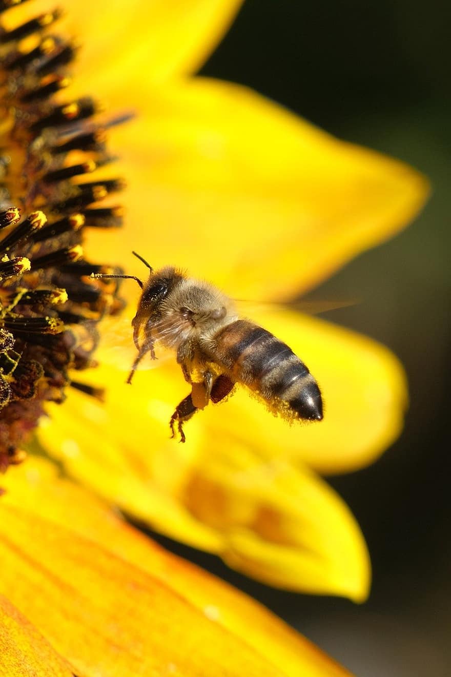 lebah, bunga matahari, penyerbukan, kuning, makro, serangga, merapatkan, bunga, serbuk sari, lebah madu, madu