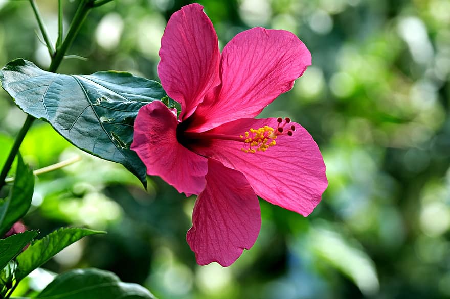Hibiscus, rožinė gėlė, rožinė Hibiscus, gėlė, flora, augalų, Iš arti, lapai, vasara, žiedlapis, žalia spalva