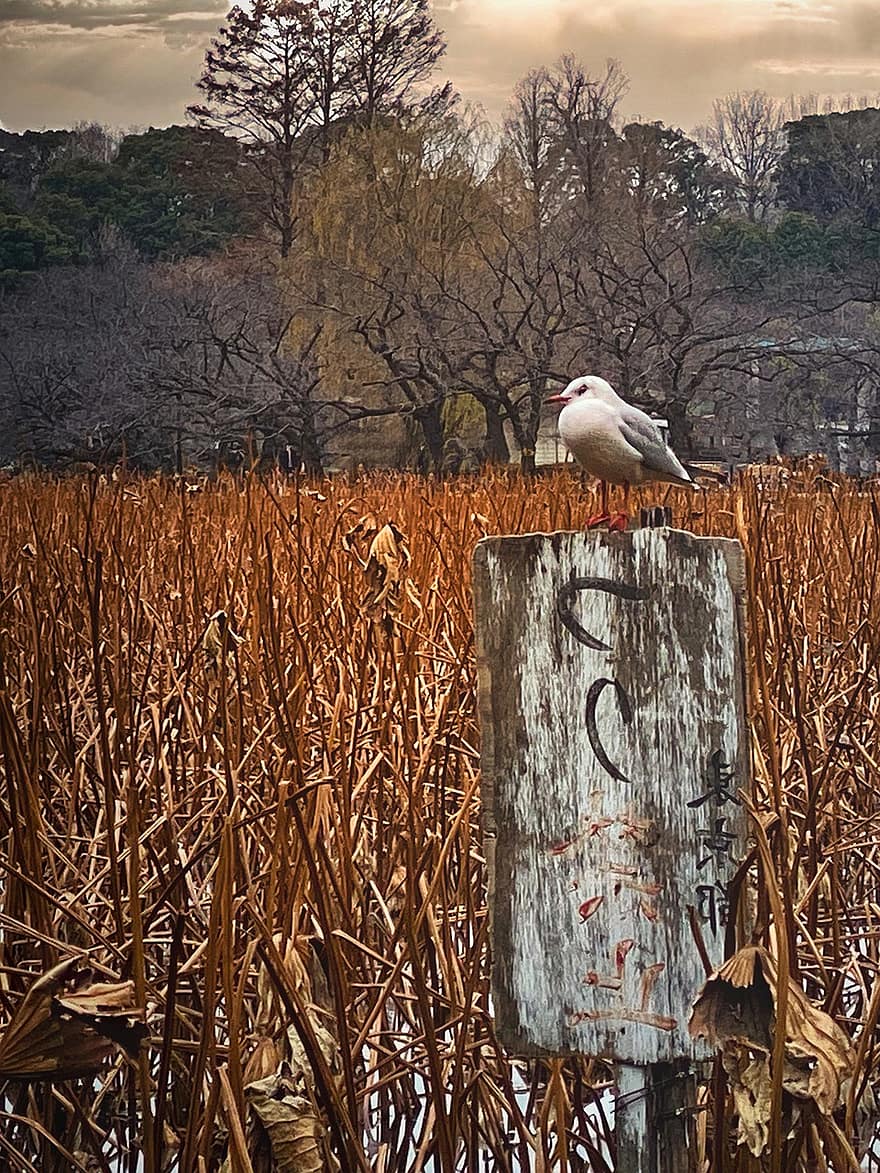 uccello, Shinobazu Pond, parco di ueno, taito city, tokyo, Giappone, gabbiano, autunno, scena rurale, albero, legna