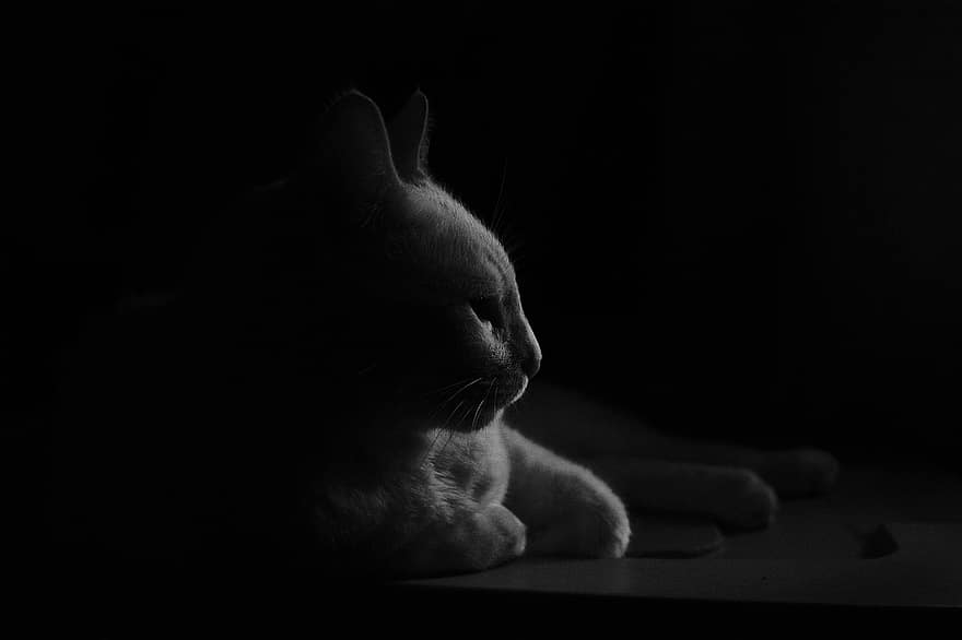 chat, animal de compagnie, photographie de chat, silhouette, ombre, félin, minou, chat domestique, noir et blanc