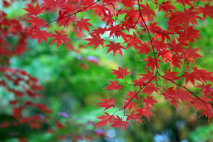 Herbst, Blätter, Ahornbaum, Laub, Herbstblätter, Herbstlaub, Herbstsaison, Rote Blätter, rotes Laub