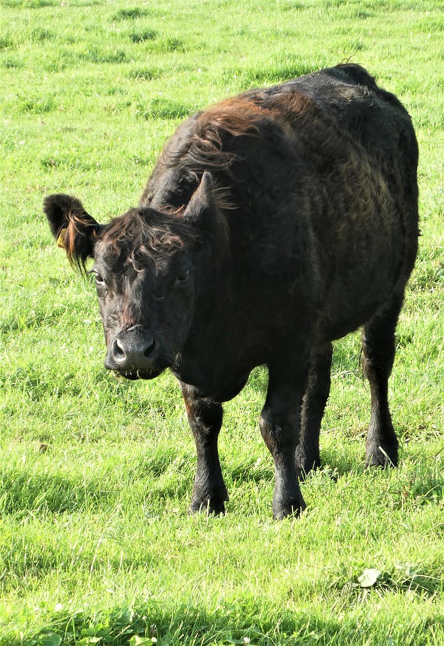 galloway, con bò, thú vật, gia súc galloway, chăn nuôi, thịt bò, gia súc, động vật trang trại, động vật có vú, đồng cỏ, nông thôn