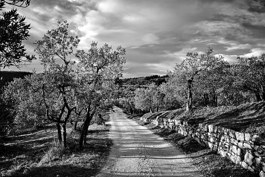 Dirt Road, Road, Olives, Trees, Country Road, Rural, Countryside, Via Delle Tavarnuzze, Florence, Tuscany, Chianti