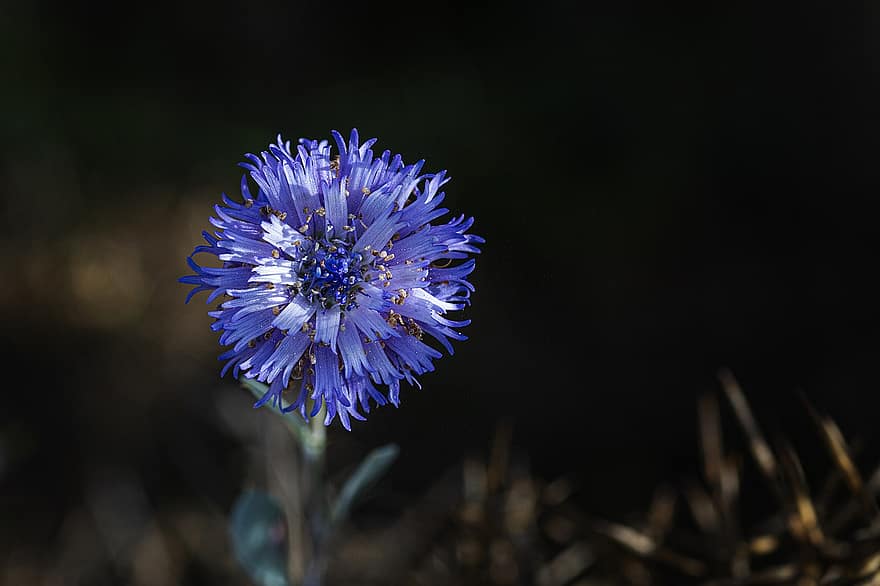 синьо цвете, цвете, градина, природа, пружина, едър план, растение, лято, венчелистче, макро, единично цвете