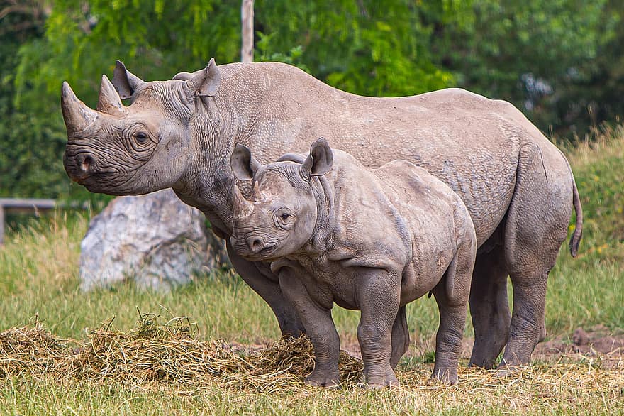 rinoceronte negro, rinoceronte, zoo de chester, fauna silvestre, en peligro de extinción, animales en la naturaleza, África, animales de safari, grande, con cuernos, especie en peligro
