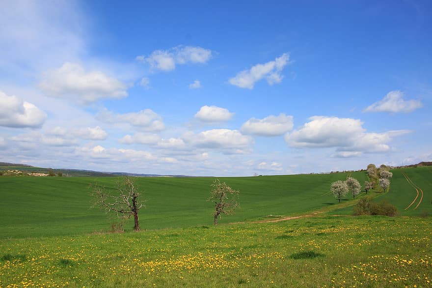pola, drzewa, trawa, kwiaty, łąki, wzgórza, wyżyny, horyzont, niebo, chmury, krajobraz