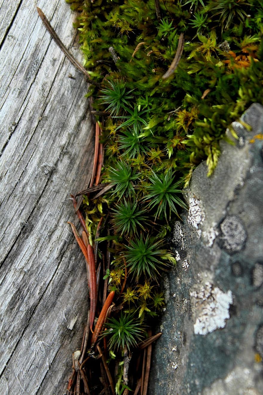 Moss, Wood, Texture, Lichen