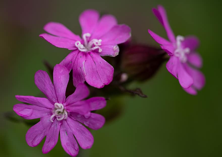 Red Campion, Red Catchfly, Flowers, Dew, Wet, Silene Dioica, Campion, Caryophyllaceae, Pink Flowers, Petals, Bloom