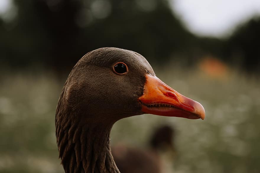 Duck, Animal, Wildlife, Nature, Zoo, Landscape, Germany, Waterbird, beak, feather, close-up