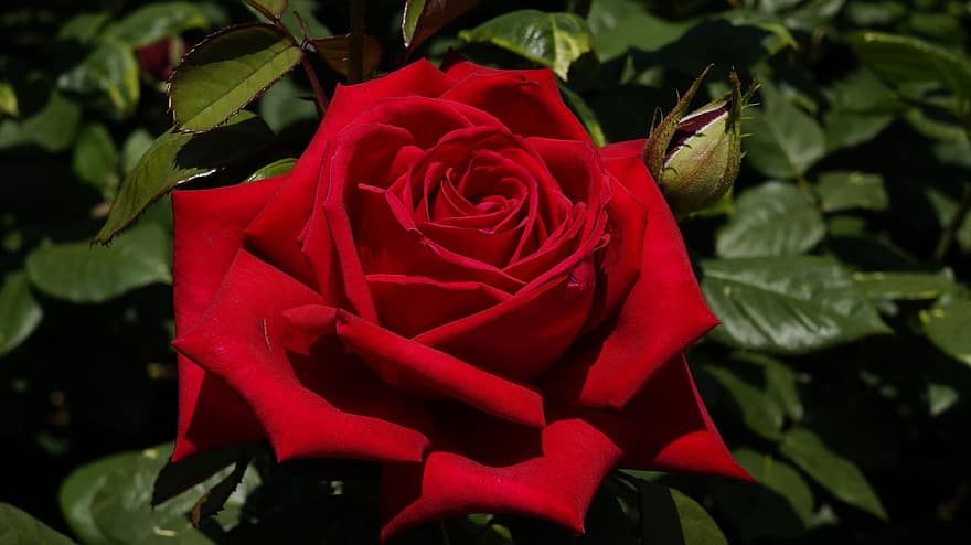 rosa, fiore, rosa rossa, fiore rosso, le foglie, petali, petali rossi, fioritura, fiorire, flora