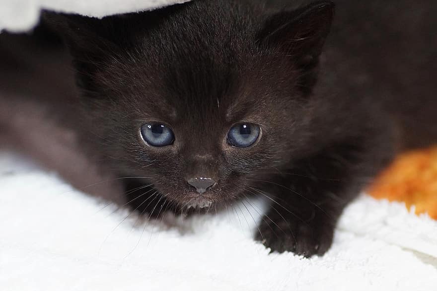 котенце, котка, Черна котка, черно коте, коса, котешки очи, котешки портрет, котешки профил, животно