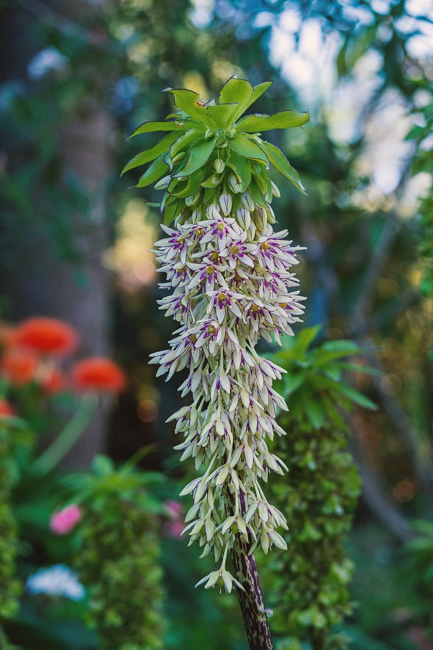 otoñales, flor, planta, Eucomis Autumnalis, Lirio de piña otoñal, floración, lirio de piña