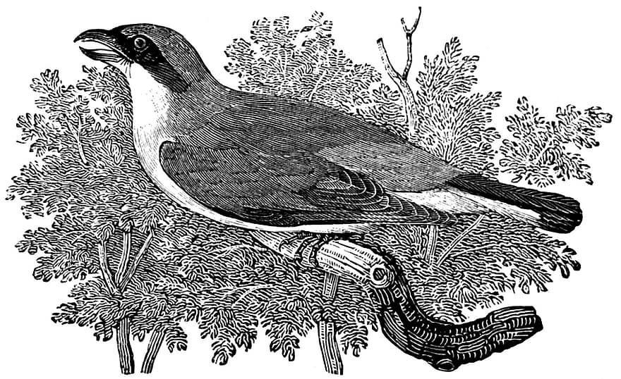 roșu-backed shrike, pasăre, gravare, epocă, natură, pene, aripi, penaj, ave, aviară, desen liniar