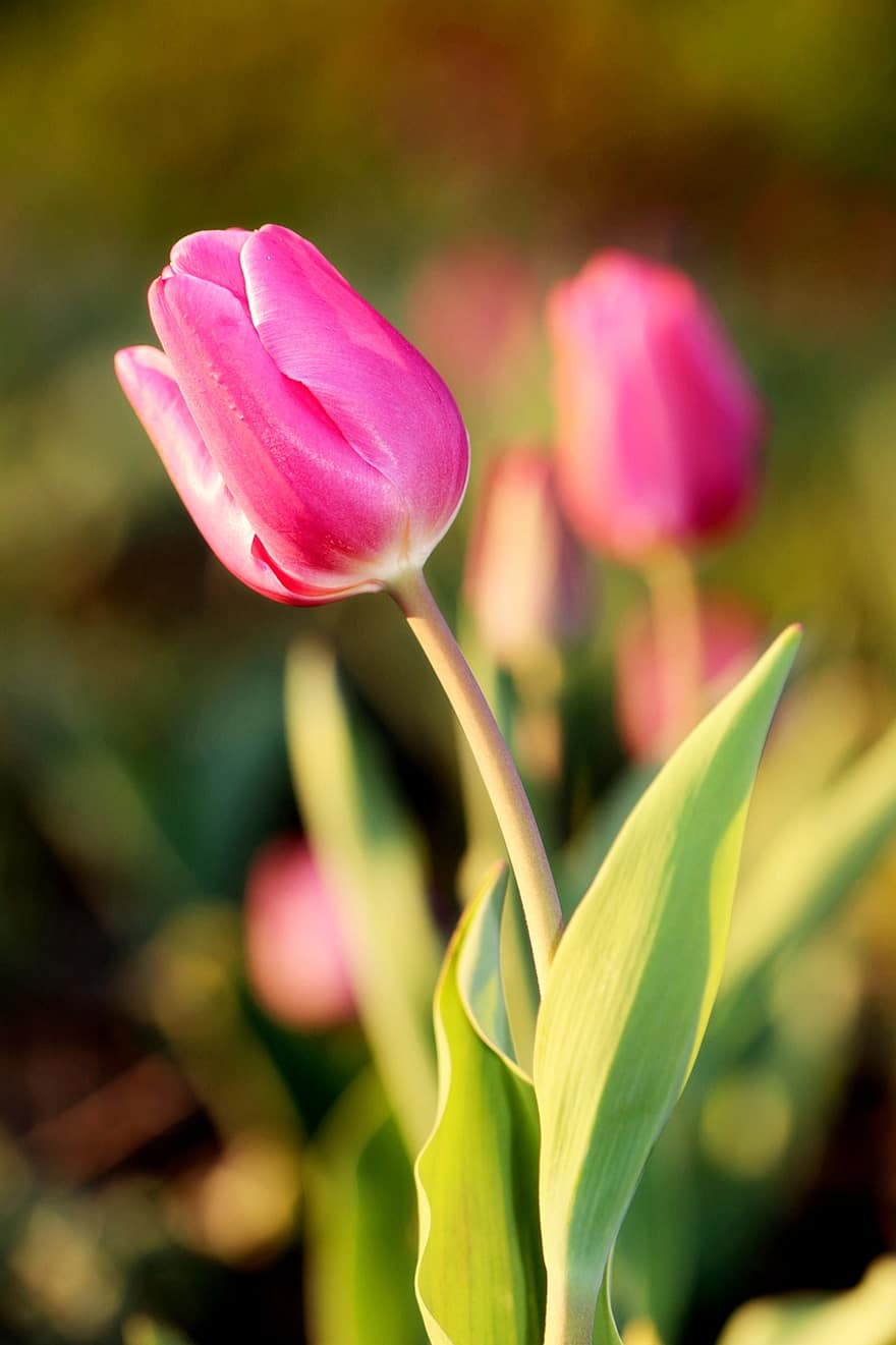las flores, tulipanes, campo, floración, flora, naturaleza, primavera
