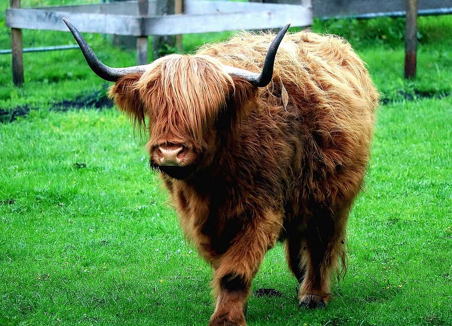 говеждо месо, животно, планинско говеждо, Шотландия, планинец, био