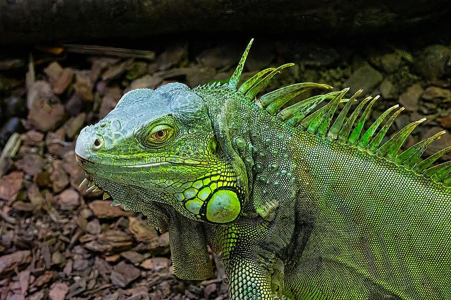 iguană, animal, târâtoare, iguana verde, animale sălbatice