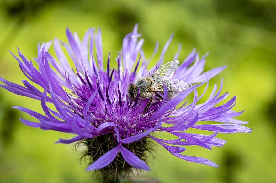 bunga, lebah, lebah madu, serangga, alam, berkembang, taman, serbuk sari, madu, menanam, penyerbukan