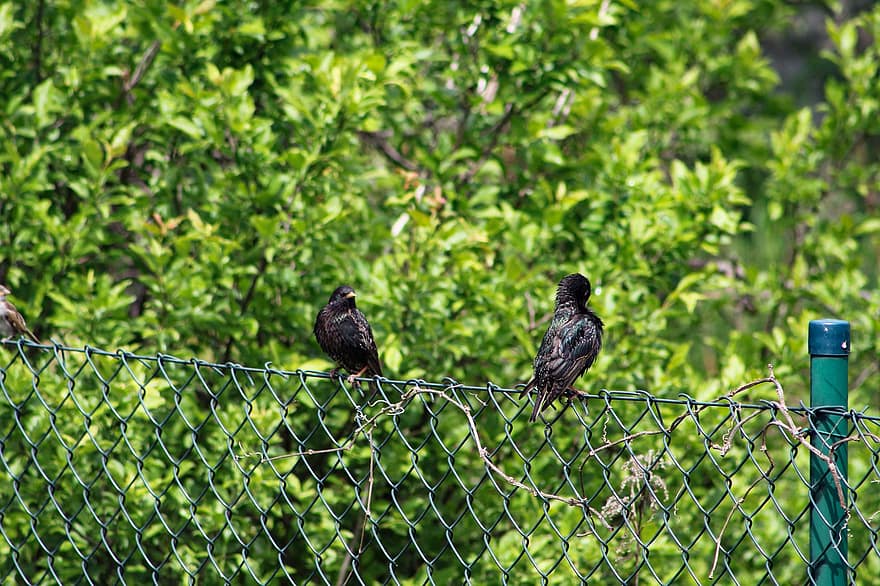 Birds, Fence, Perched, Starlings, Animals, Chain Link, Woven Fence, Backyard, Garden