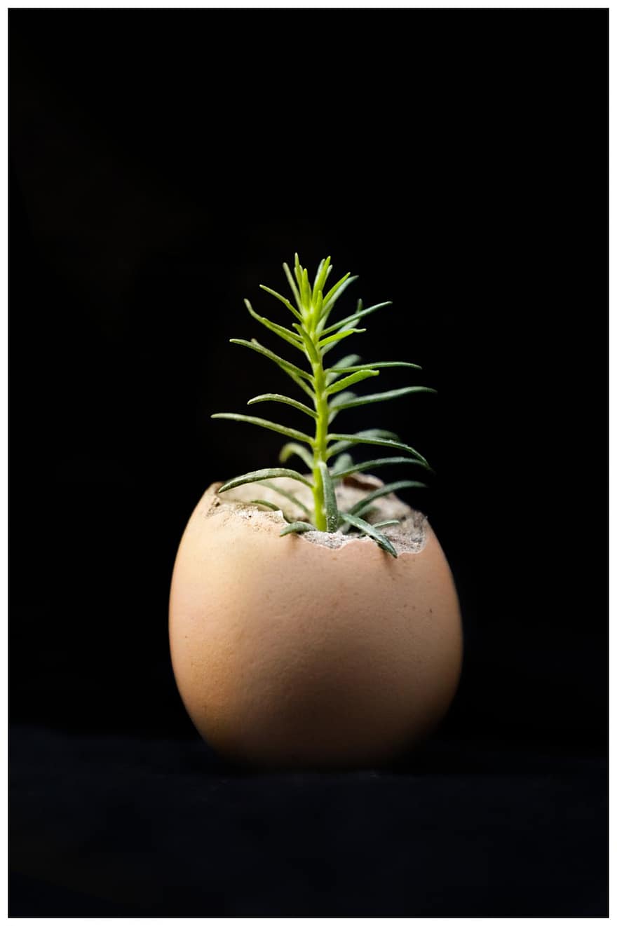 huevo, planta, planeta, comida, ambiente, agua, de cerca, hoja, color verde, crecimiento, fondo negro