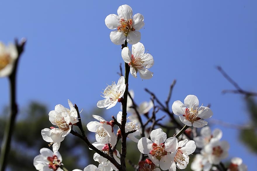 весна, весенние цветы, сливовое дерево