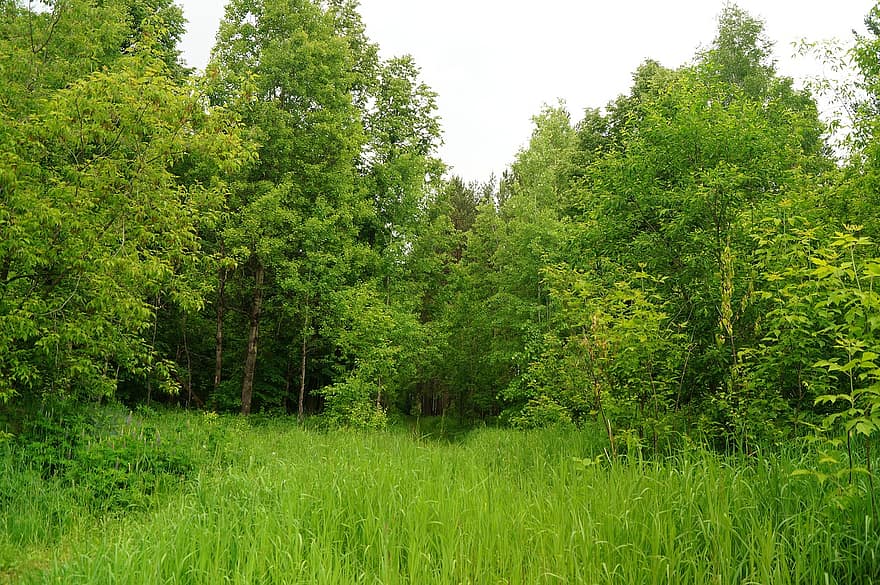 bosque, silencio, naturaleza, paisaje, arboles, bosques, tranquilidad, Dom, Rusia, pokoj, hierba