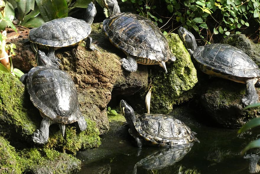 sköldpadda, skydda, reptil, Zoo, långsamt, långsam, djur-