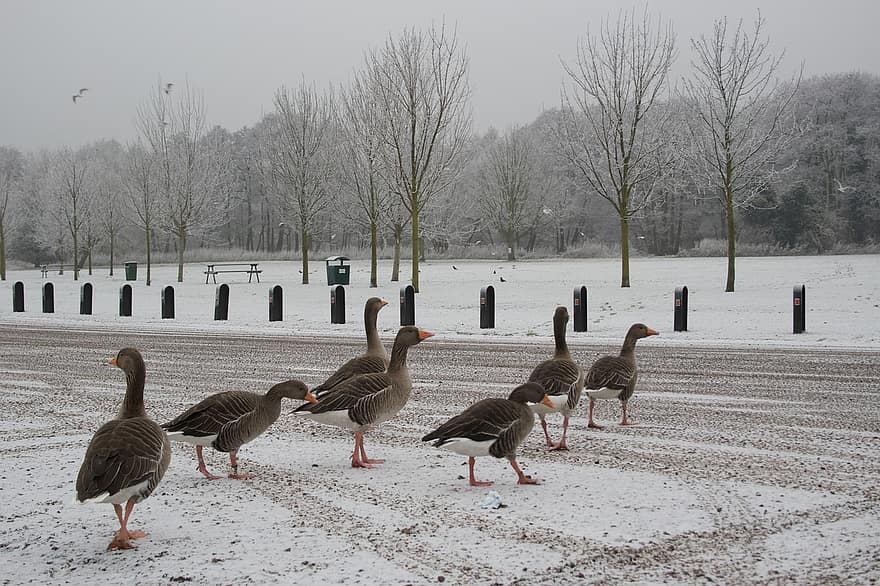 Geese, Birds, Feathers, Wings, Animals, Snow, Winter, England, Nature, Ice, Cold