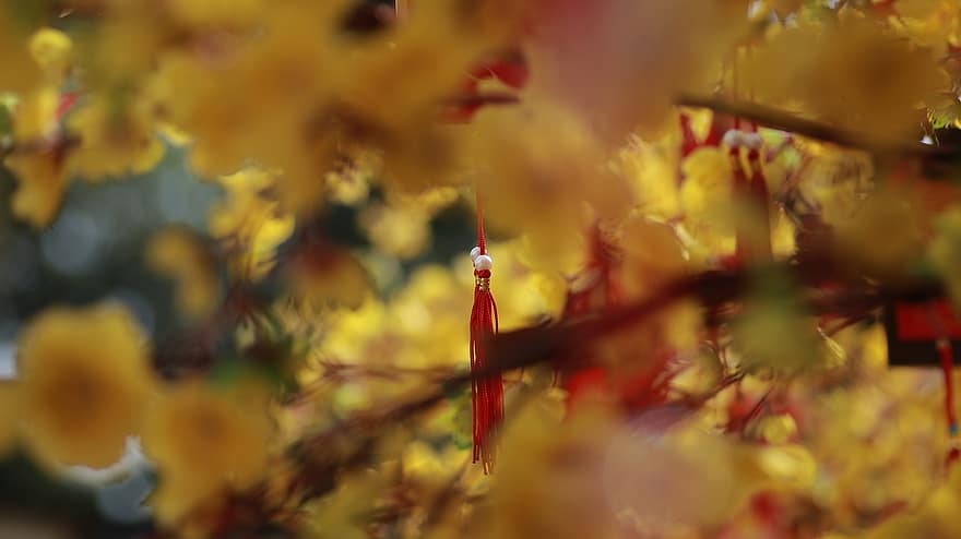 Flower, Tet, leaf, tree, autumn, season, yellow, close-up, backgrounds, multi colored, branch