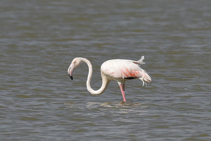 flamingo, fugl, innsjø, dyr, vadefugl, wading fugl, vannfugl, akvatisk fugl, dyreliv, fjærdrakt, vann