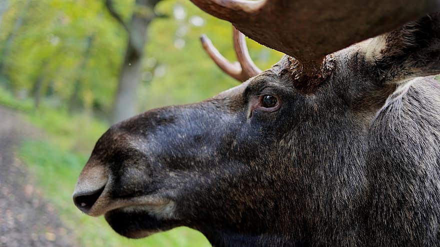Moose, Animal, Wildlife, Elk, Mammal, Head, Antler, animal head, animals in the wild, horned, close-up