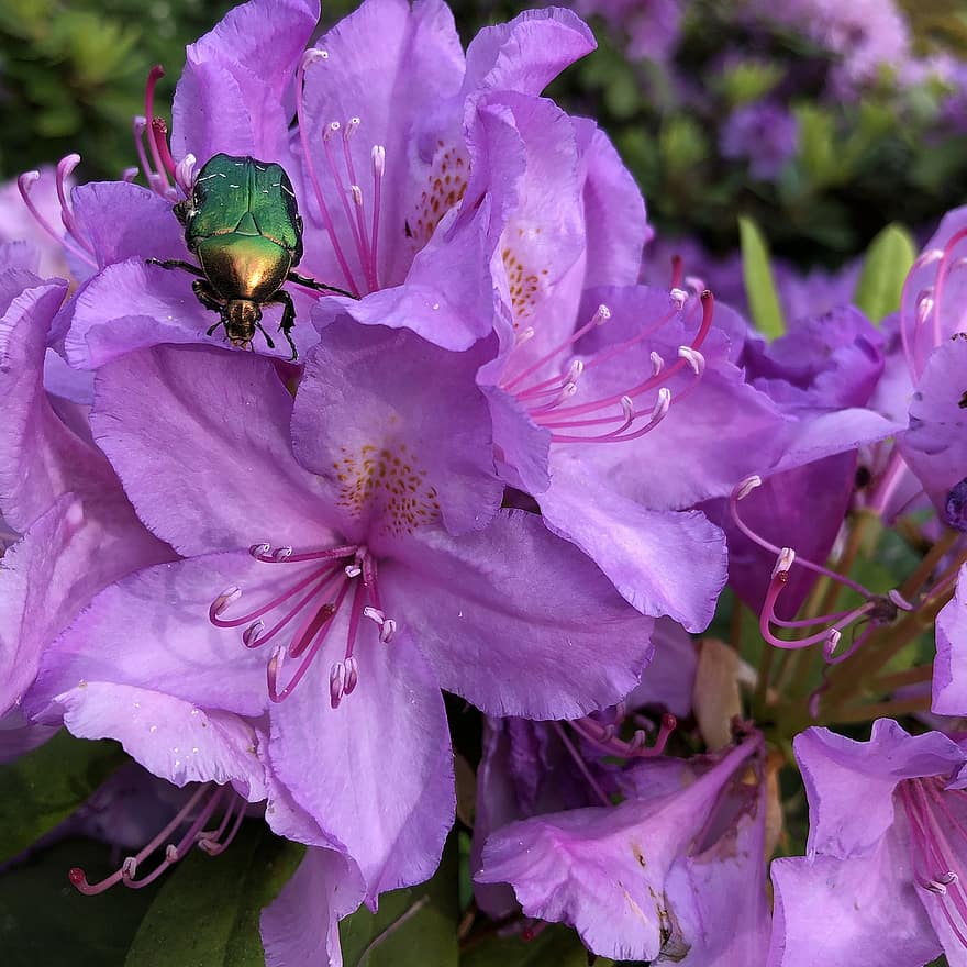 Flowers, Rhododendron, Plant, Garden, Bloom, Pink, Flower, Flora, Insect, Beetle, Nature