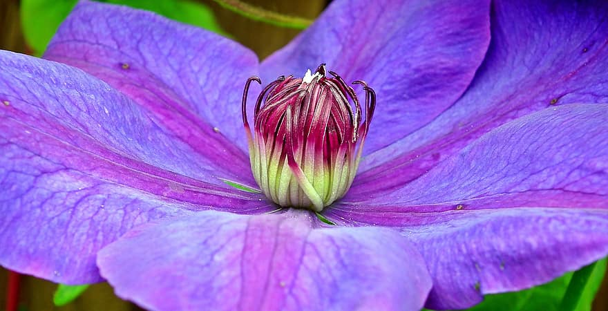 Clematis, Creeper, Flower, Garden, The Petals, Violet, Spring, Blooming, Natyra, Nature