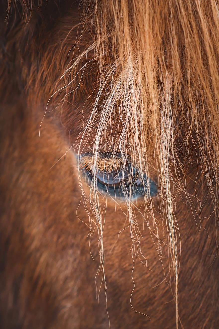 kuda, kuda poni, rambut, bulu, mata, kepala, detail, merapatkan, kepala hewan, kuda jantan, tanah pertanian