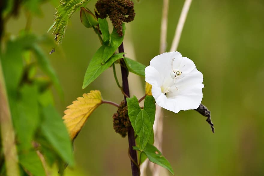 Unkraut, Blume, Calystegia sepium, Pflanze, weiße Blume, Flora, Natur, Insekt, stammt