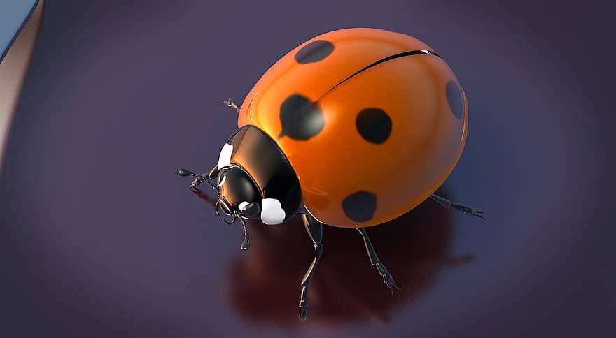 甲虫、ラッキーてんとう虫、てんとう虫、3D、ソロ、昆虫