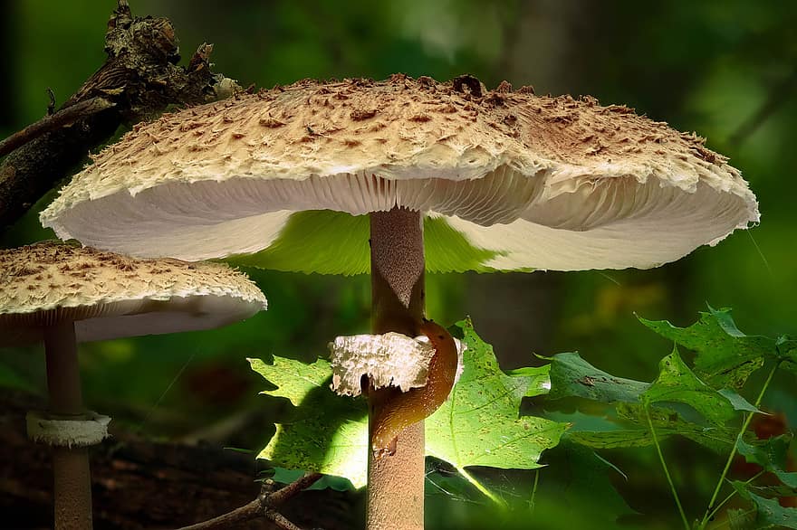осінь, гриб, ліс, Парасольковий грибок, лісова підлога, природи