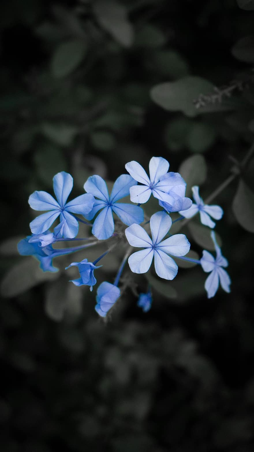 flors, flors blaves, jardí, naturalesa, nit