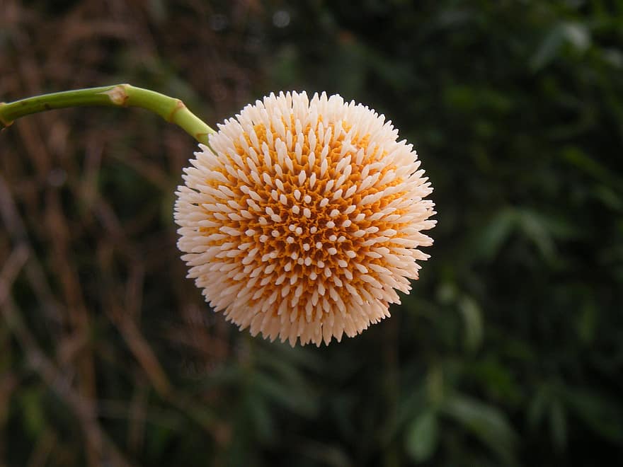 Burflower, Flower, Plant, Cadamba, Orange Flower, Bloom, Nature