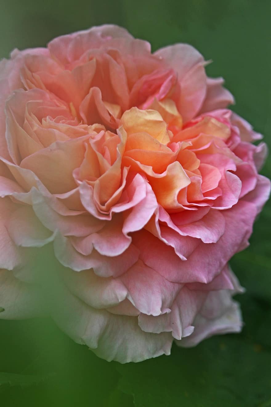 roos, bloesem, bloeien, romantisch, tuin-, schoonheid, rose bloei, Rozenstruik, natuur, bloemblaadjes, romance
