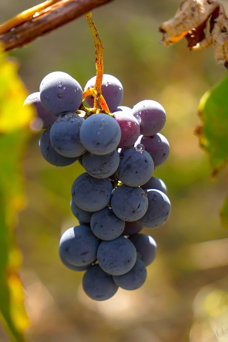 vynuogės, vaisiai, vynmedis