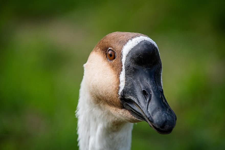 Swan Goose, Goose, Bird, Chinese White Goose, Anser Cygnoides, Waterfowl, Water Bird, Aquatic Bird, Animal, Long Neck, Plumage