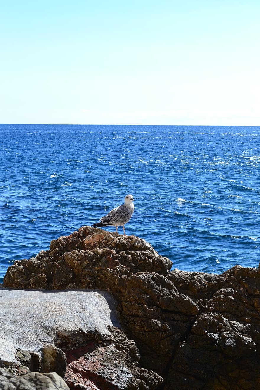 чайка, море, скелі, Хорватія, Пляжний, тварина, природи