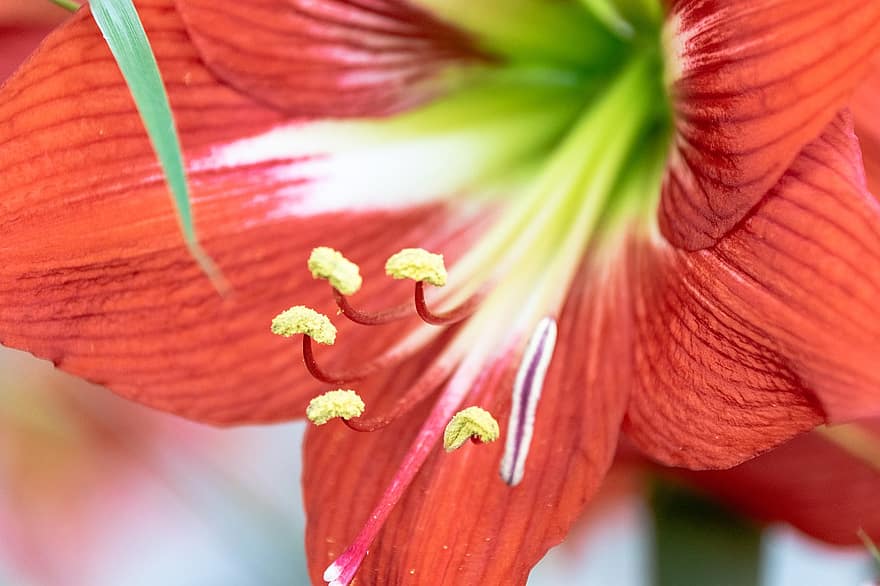 Flower, Lily, Petals, Bloom, Blossom, Flora, Plant, Nature, Close Up, Red Petals, close-up