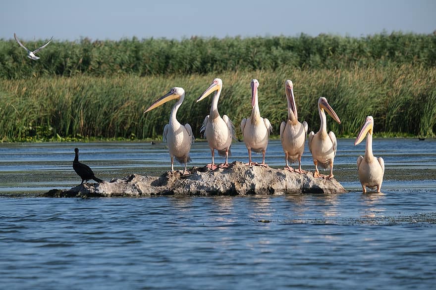 Store hvide pelikaner, fugle, gruppe, flok, pod, pelikaner, flod, græs, siv, reedy, perched