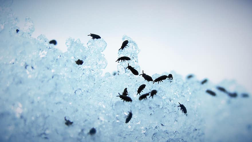 Springtail, Flea, Insects, Snow, Bugs, Animals, Wildlife, Winter, insect, blue, close-up