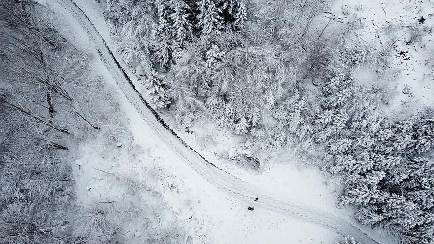 Winter, Forest, Trees, Nature, Hike, Aerial View