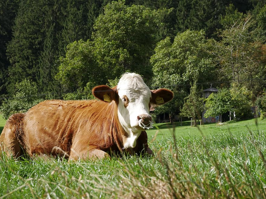 Animal, Cow, Mammal, Livestock, Pasture, Farm, Species, Fauna