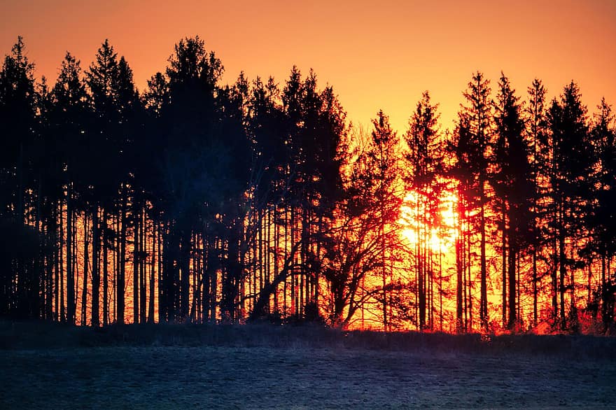 forêt, le coucher du soleil, des arbres, conifères, paysage, la nature, Prairie, crépuscule, arbre, lumière du soleil, Soleil