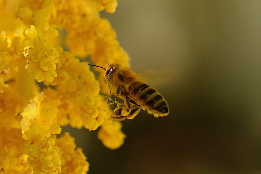 квітка, бджола, комаха, квітка пальми, медоносна бджола, пилок